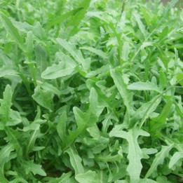 Roquette/Ruccola - 100g