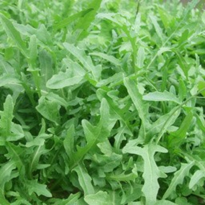 Roquette/Ruccola - 100g