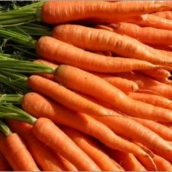Carottes bottes +~600gr