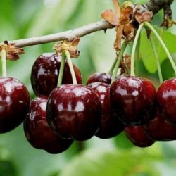 Cerises - 500g