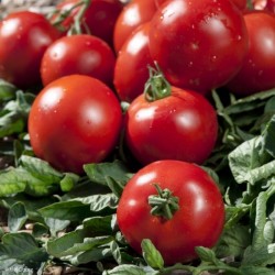 Tomate ronde rouge 2kg