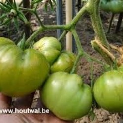 Tomates vertes pas mûres...