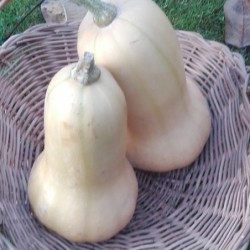 Courge Butternut - 1,8kg