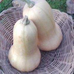 Courge Butternut - 2kg