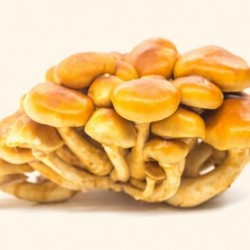 Nameko frais - 200g en sac...