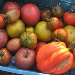 Tomate mix 1kg (Charnues & anciennes variété)