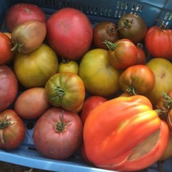 Tomates mix 1kg (noir de...