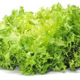 Chicorée frisée / Krulandijvie