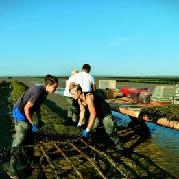 Huitres N°2 – 1kg  - creuse d'Isigny