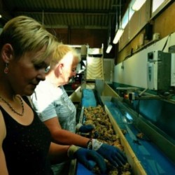 PRECOMMANDE 13/11 - Huitres...