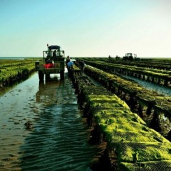 PRECOMMANDE 13/11 - Huitres...