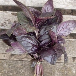 Basilic rouge frais - à la...