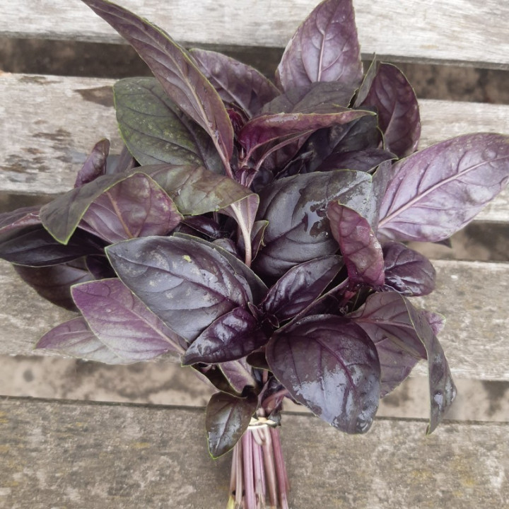 Basilic rouge frais - à la botte 100g