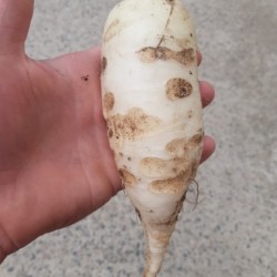 Daïkon