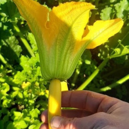Fleur de courgette / Courgette bloem