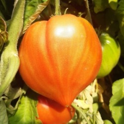 Tomates Coeur de boeuf 1kg