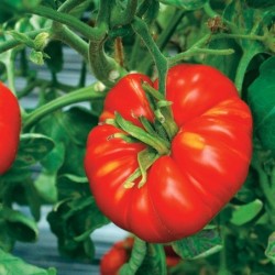 Tomates Marmande 1kg