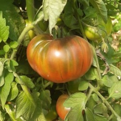 Tomates Noir de crimée 1kg