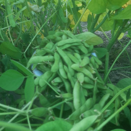 Edamame Fève de soja frais 250g