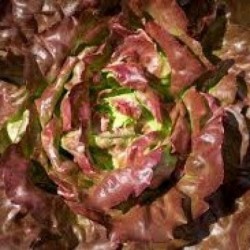 Salade 4 saisons - bio