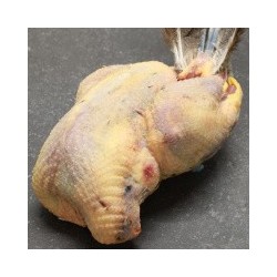 Coq faisant 1,2kg