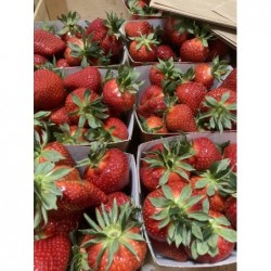  Fraises  surgele 500 G