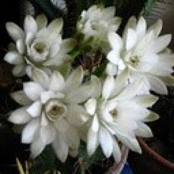 ❄️ Crème glacée fleur de cactus - 500ml