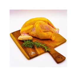 Coucou de Malines (1.5 kg)