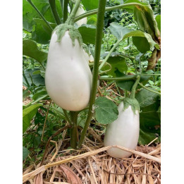 Aubergine blanc 500g 
