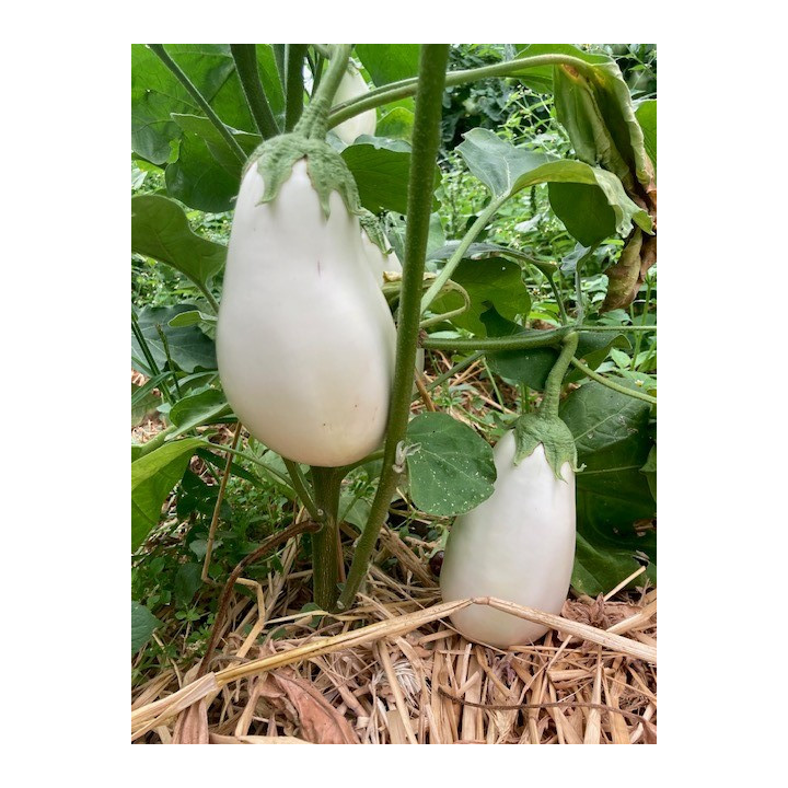 Aubergine blanc 500g 