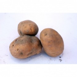 Pommes de terre Bintje - 3kg