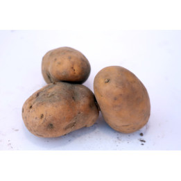 Pommes de terre Charlotte - 3kg