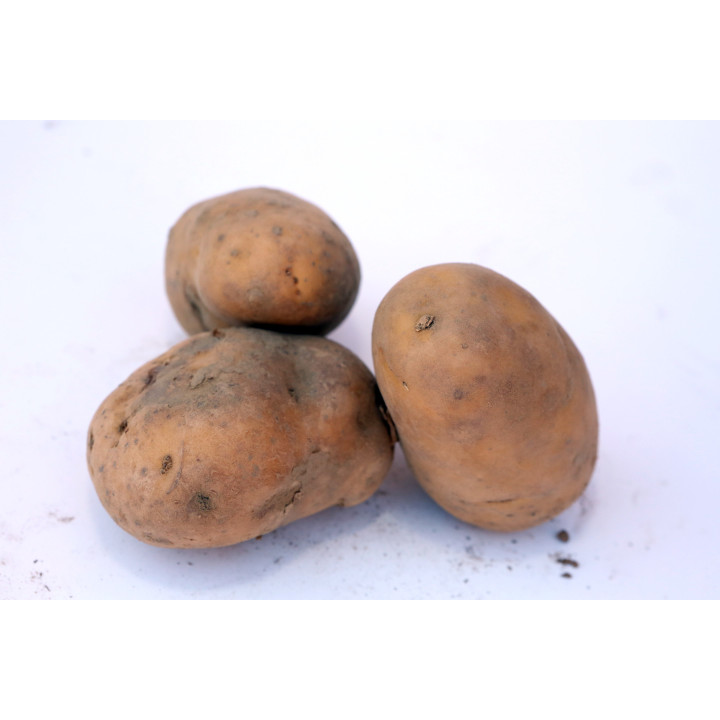 Pommes de terre Charlotte - 3kg