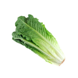 Laitue romaine / Romeinse sla