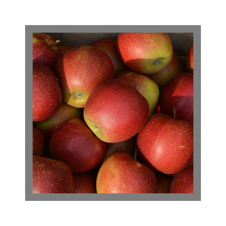 Pommes Wellant bio 1kg