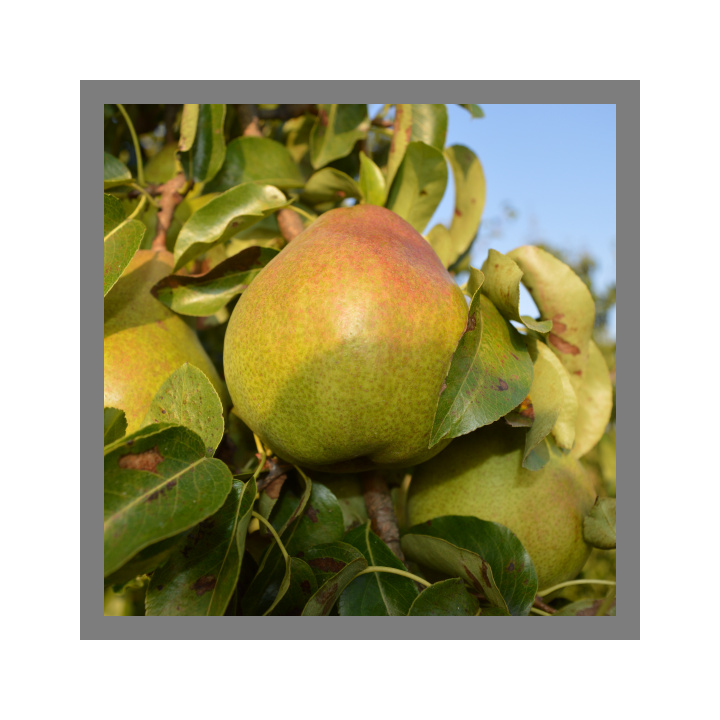 Poires Doyenné du Comice bio 1kg