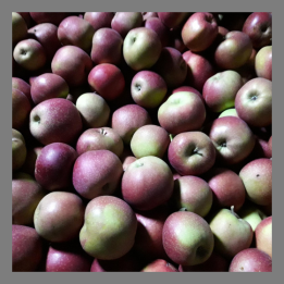 Pommes Belle de Boskoop bio 1kg