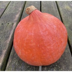 Potimarron 800g / Pompoen
