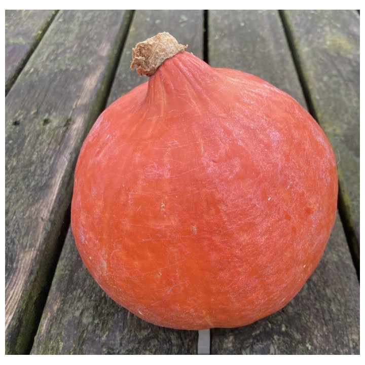 Potimarron 600g / Pompoen