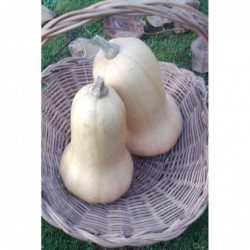 Courge Butternut pompoen 0,8kg