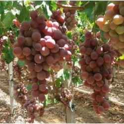 Raisin rouge - 1kg - BIO - IT