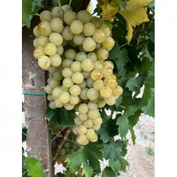 Raisin blanc "Italia" - 1kg...