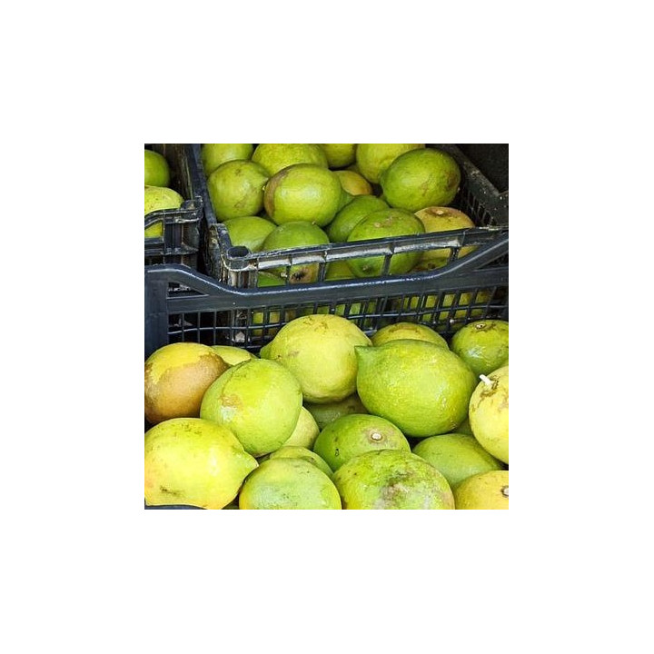 Citron jaune - 1kg - BIO - IT