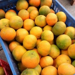 Oranges TABLE - 10kg - BIO...