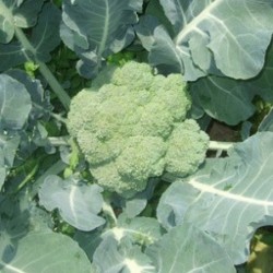 Broccoli - 400 g