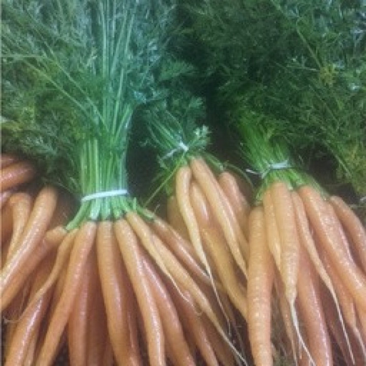 Carottes à la botte /Busselwortelen