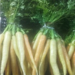 Carottes couleurs...