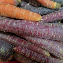 Carottes violettes/ Paarse...