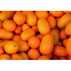 Kumquats - 250g - BIO - Italie