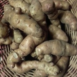 Pomme de terre Corne de...